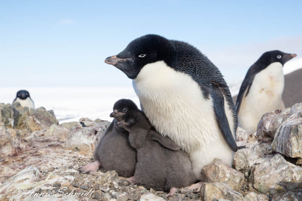 01AdelieWithChicks_AnnieSchmidt-PointBlue An Adélie penguin with two chicks on Ross Island, Antarctica. (Annie Schmidt/Point Blue)