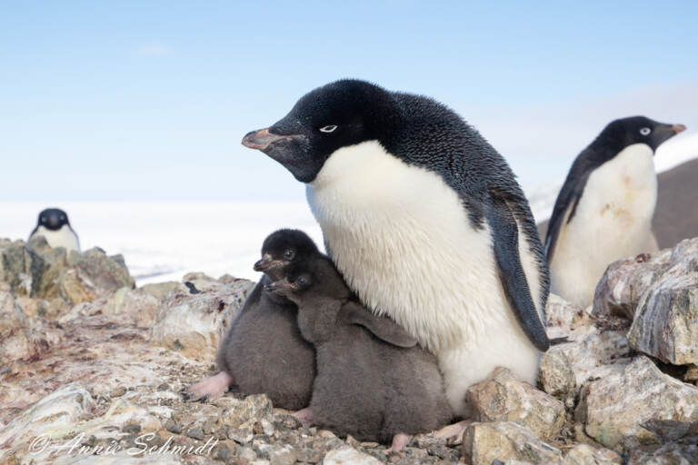 An Adélie penguin with two chicks on Ross Island, Antarctica. (Annie Schmidt/Point Blue)