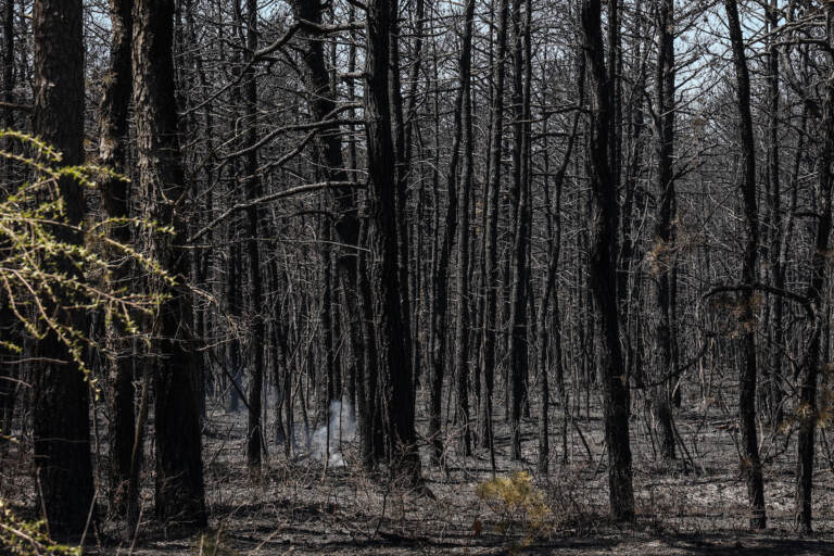 Charred and smoking trees are visible.