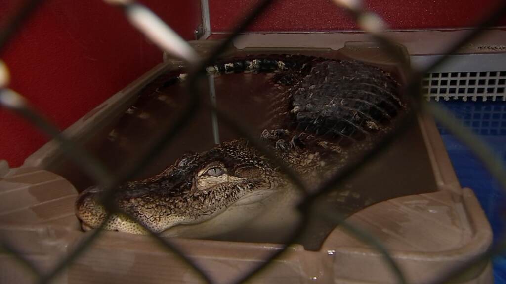 13148991_041823-wpvi-alligator-acct-philly-430am-video-vid ACCT Philly is now working with an animal sanctuary that can take the 8-foot alligator. (6abc)