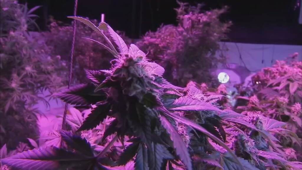 marijuana