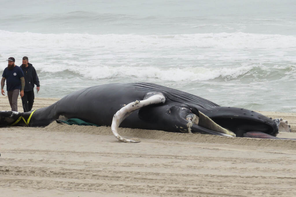 Ocean Energy Workers walk near a dead whale that washed ashore in Seaside Park N.J