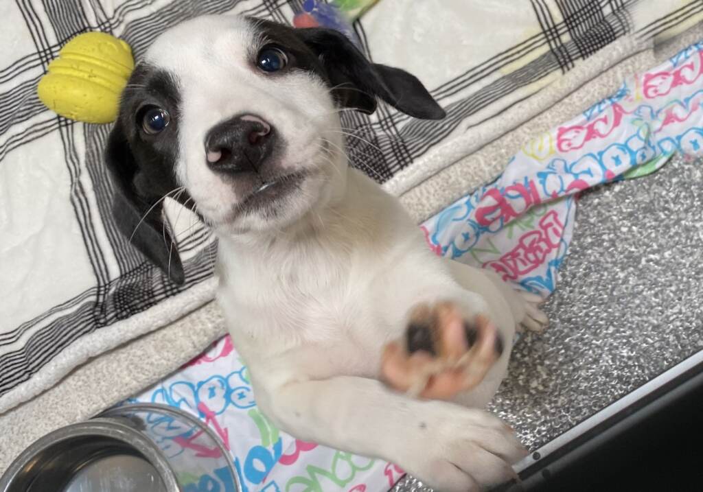 animal-welfare-association-NJ-amethyst-042123 A closeup photo of a puppy.
