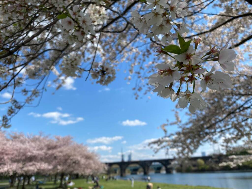 cherry-blossoms-fairmount-2 Cherry blossoms at Fairmount Park along Kelly Drive. (Ella Lathan/WHYY News)