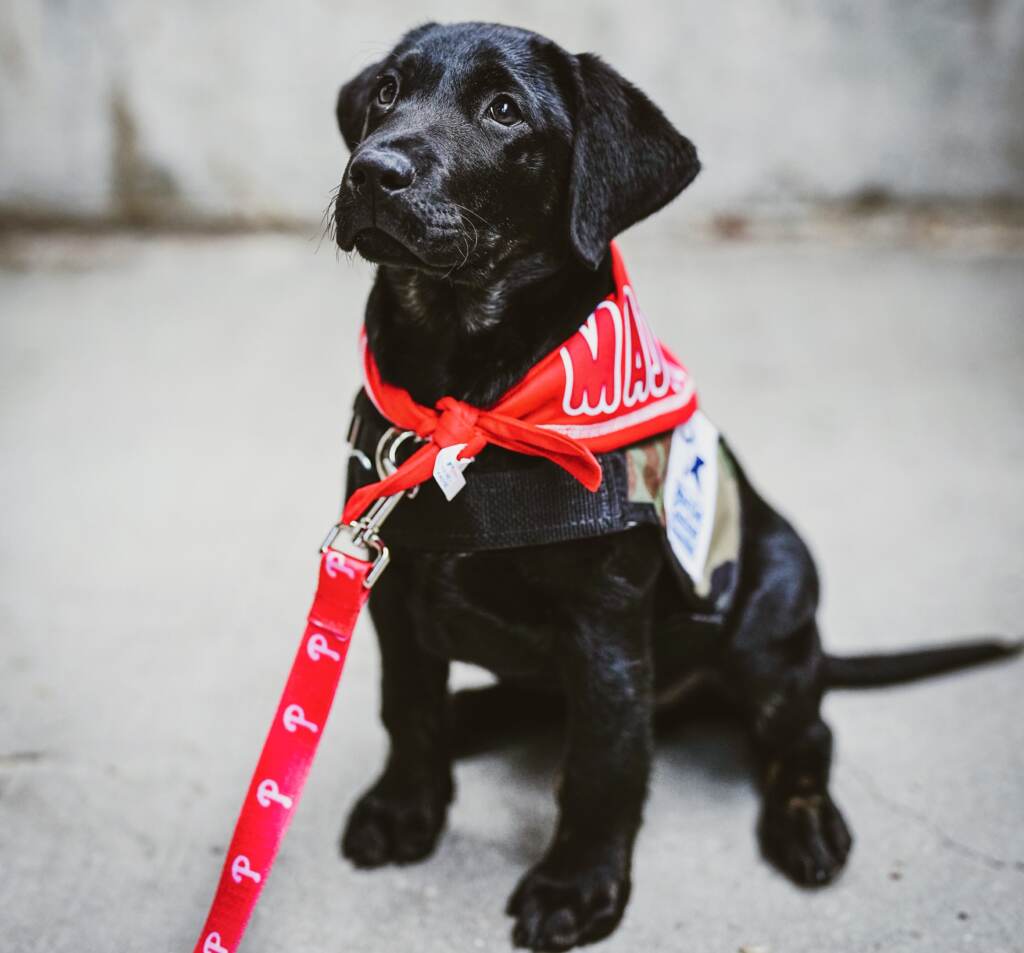 Black labrador puppy