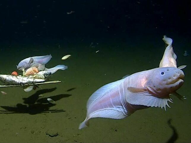 An image shows snailfish swimming around a baited camera more than 27,000 feet below the surface in the Izu-Ogasawara Trench off the coast of Japan. Image of a Snailfish