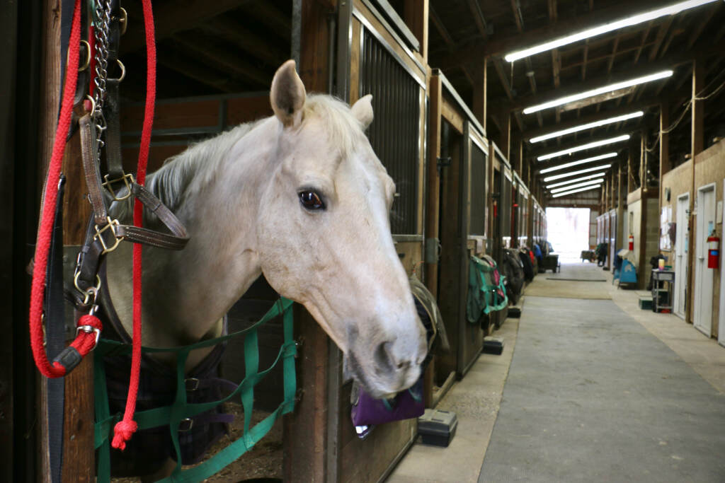 2023 03 10-e lee-sunny-philadelphia pegasus therapeutic riding academy A horse named Sunny looks out of his stall.