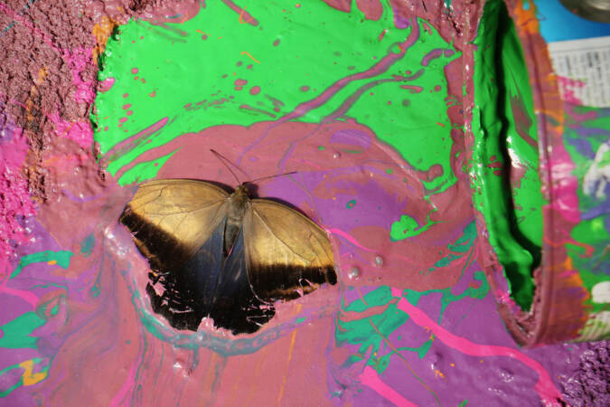 A butterfly is trapped in paint.