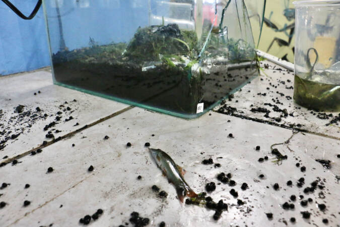 A fish is lying on a table.
