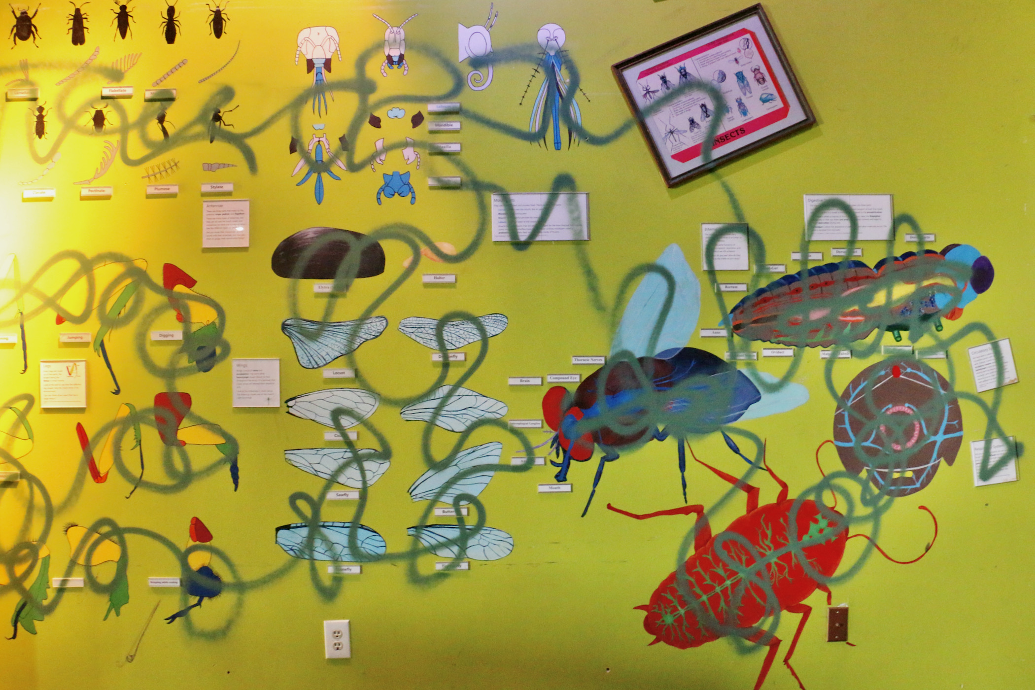 A wall showing insect anatomy has graffiti all over it.