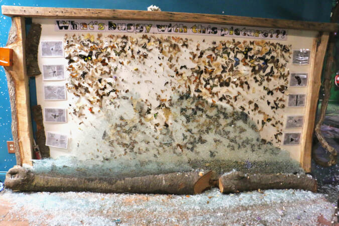 A display case containing butterflies is shattered.