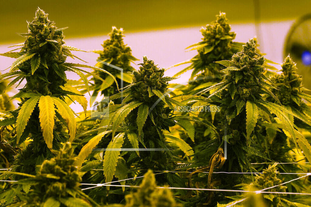 Medical Marijuana Potential A cannibis plant