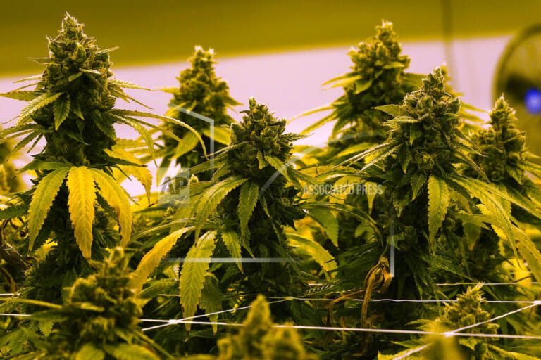 A cannibis plant