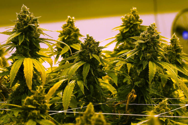 A cannibis plant that is close to harvest grows June 17, 2021. (AP Photo/Steve Helber)
