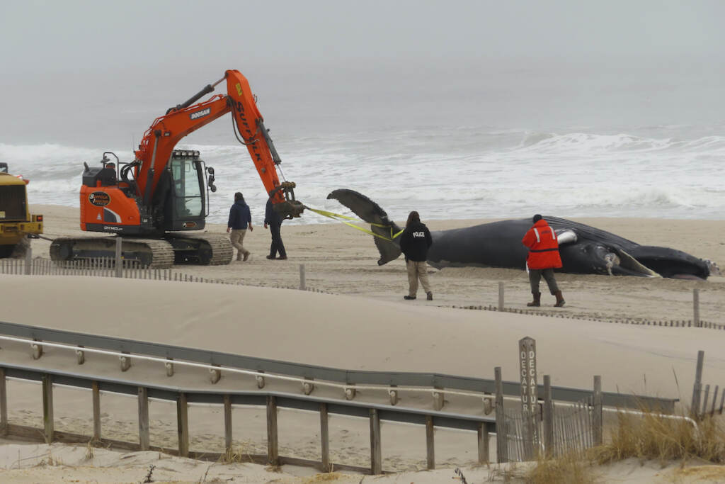 Offshore Wind Dead Whales Workers haul away the carcass of a dead whale on the beach in Seaside Park N.J.