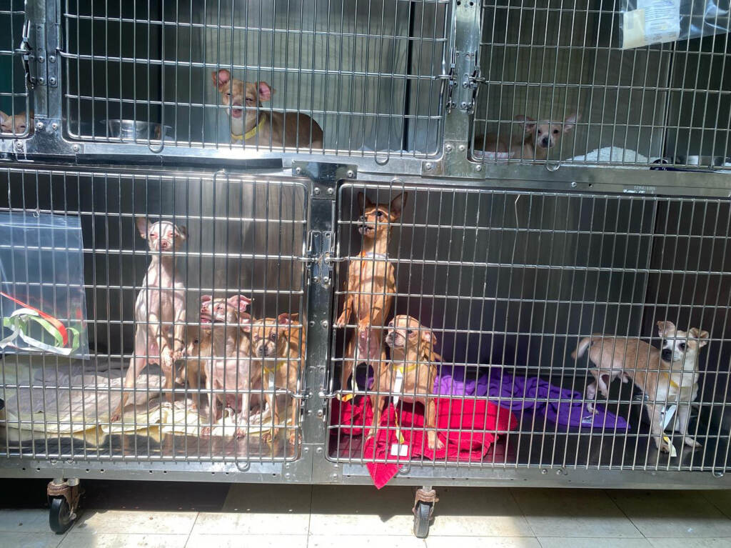 B39D6726-47CE-4E58-86D9-A37C45F0D392 (Courtesy of the Pennsylvania SPCA)