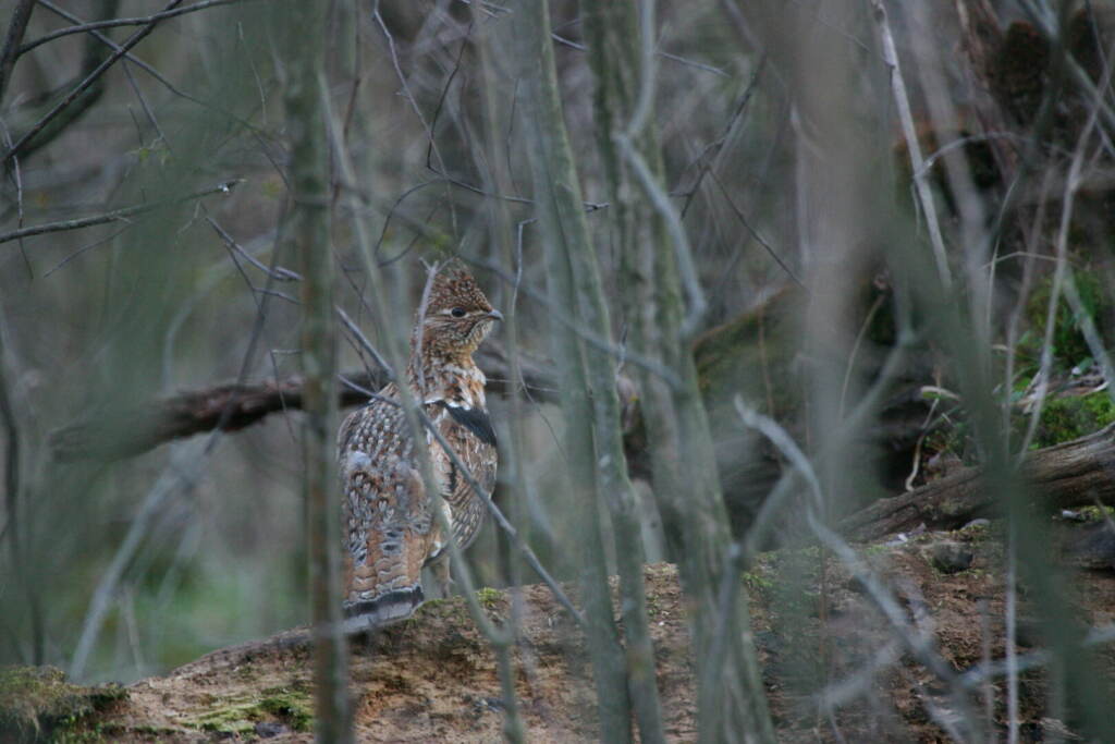 GrouseCover-Photo-by-Jacob-Dingel-courtesy-Pennsylvania-Game-Commission-1620×1080 A bird sitting on a tree branch