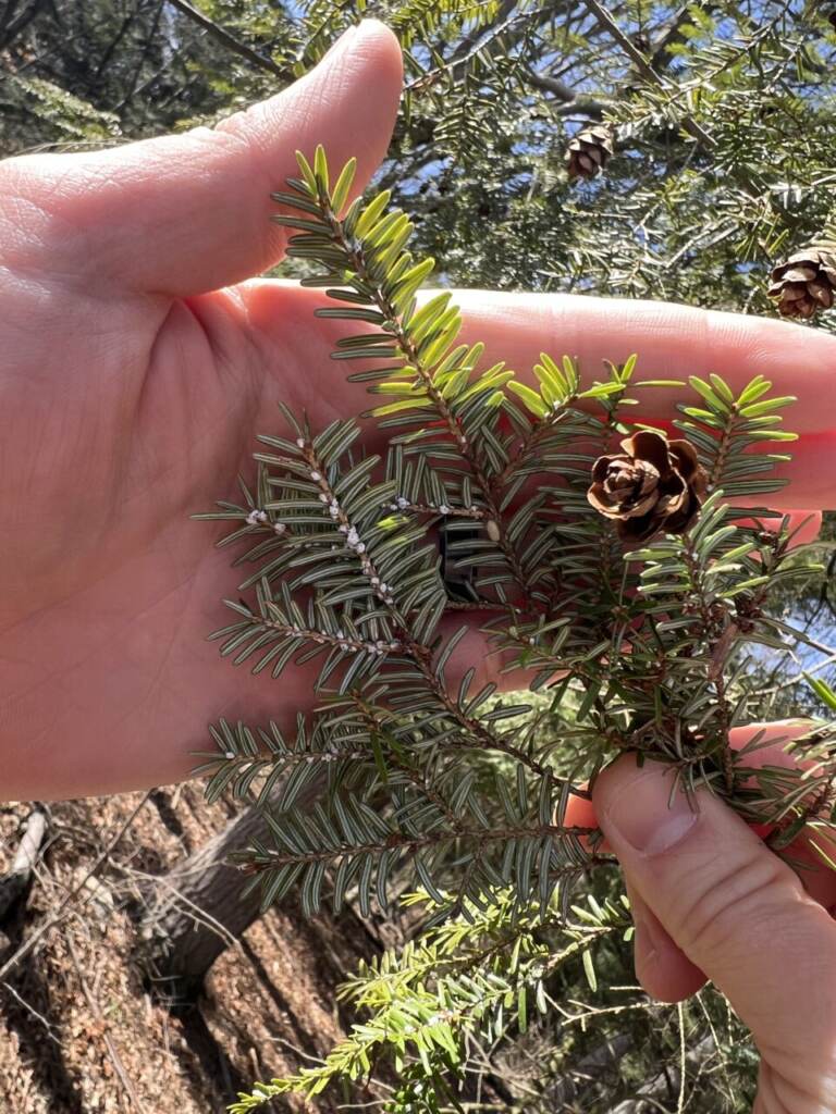 A closeup of a branch in someone's hand.