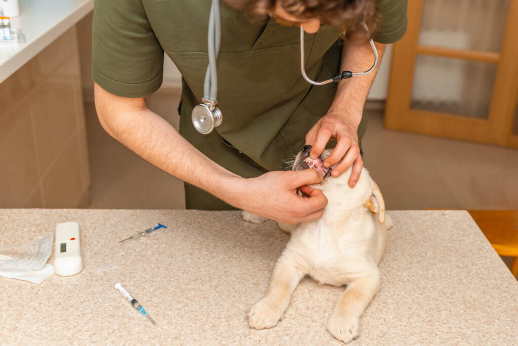 A Veterinarian Checks The Teeth Of An Old Dog.an Adult Mixed Breed Dog Is Being Examined By A Veteri A veterinarian checks the teeth of an old dog