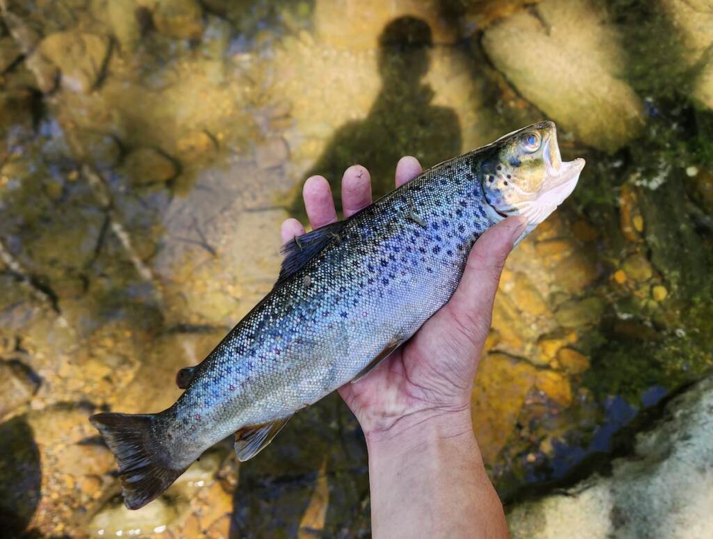 bushkill-creek-3 An upclose view of a dead fish in someone's hand. Shallow water in the creek is visible below.