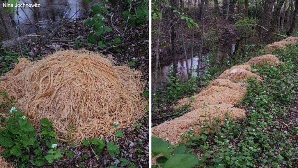 pasta-nj-woods Images of piles of pasta in a wooded area.