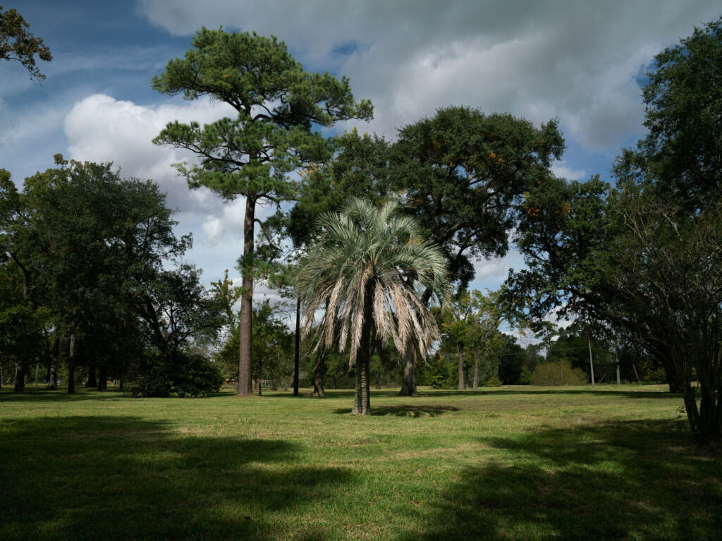 2019_fema_charbage_02 A palm tree is visible in an empty field.