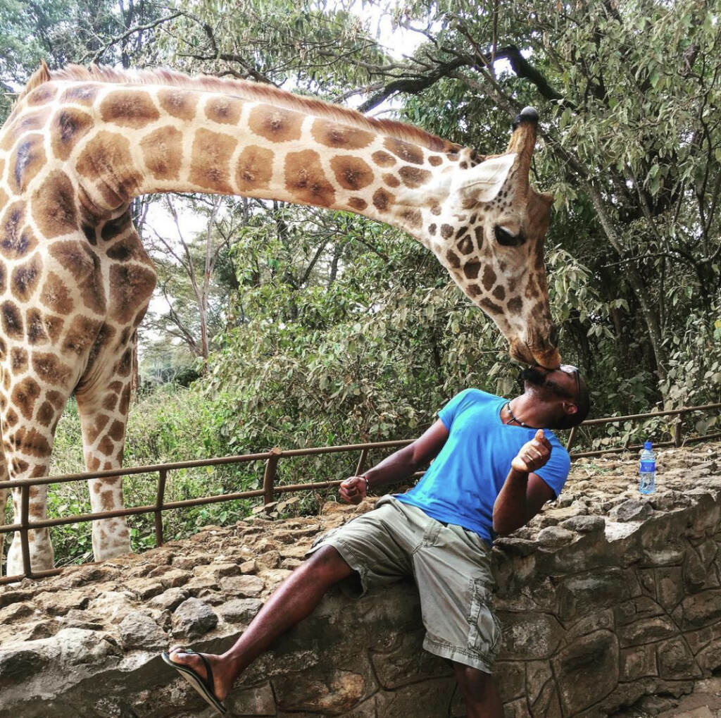 A giraffe leaning over the railing to lick Lawrence Phillips' face.