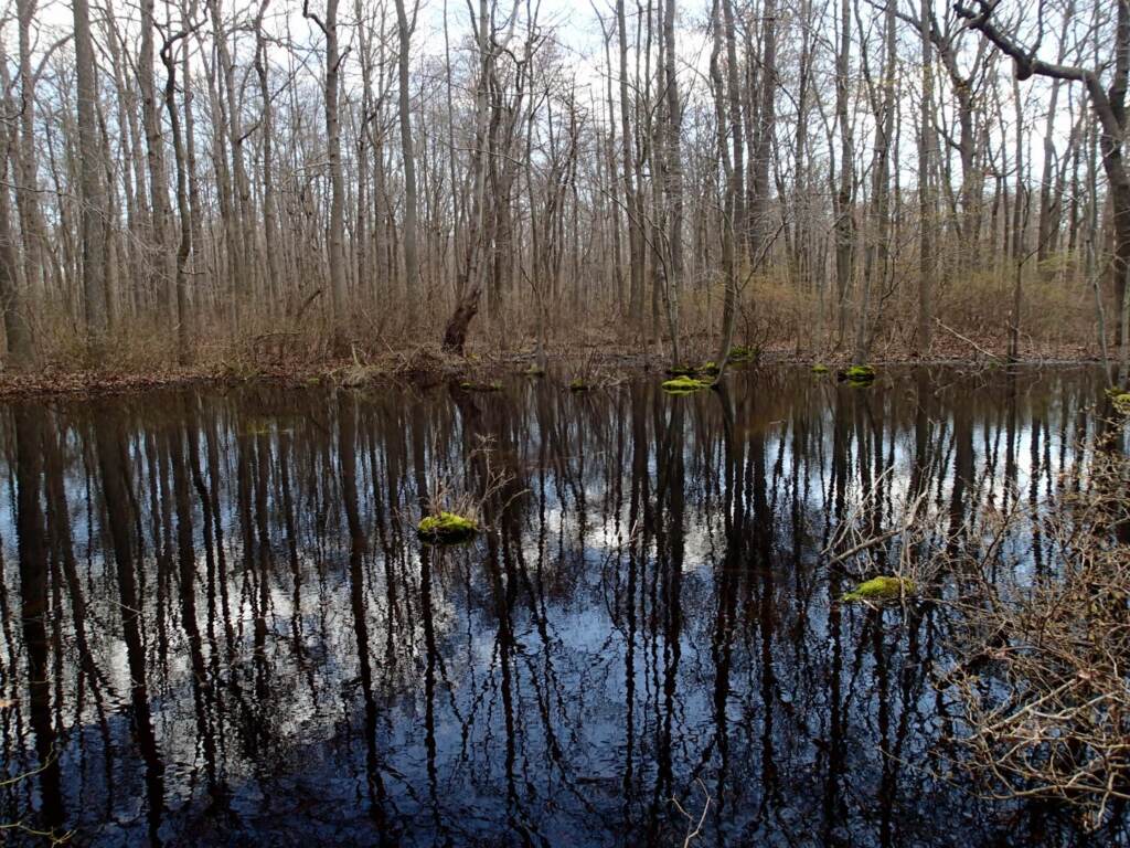McKay_Spring_4_5_16-16-1440×1080 Wetlands in Delaware