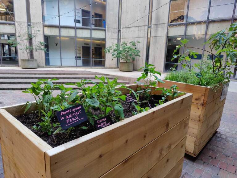Wooden planters show different plants that were grown in ancient eras.