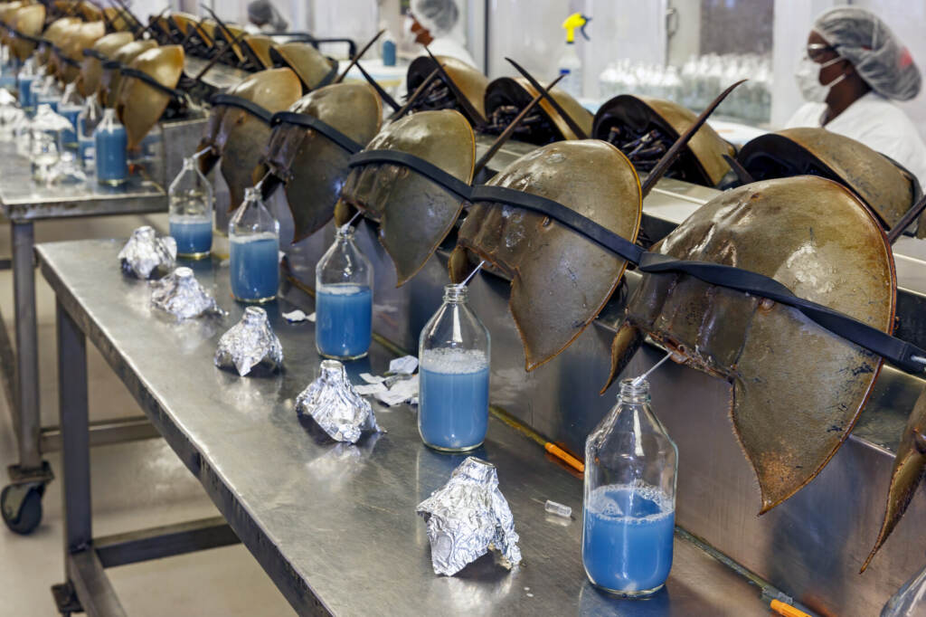 _dm30057_3000px_custom-aed4600e5c609558ac0c036767bfdfc0a6402f6a-s1600-c85 Blood is drained from horseshoe crabs.