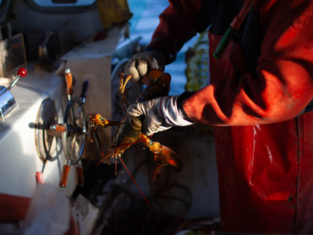 Lobster fishermen on the East Coast have faced closures over North Atlantic right whales. Only around 340 right whales remain in the population.