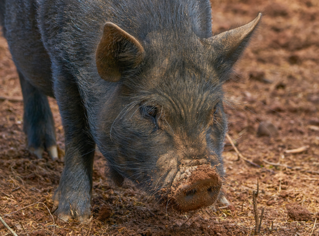 Potbellied-Pig-delaware Closeup photo of a pig.