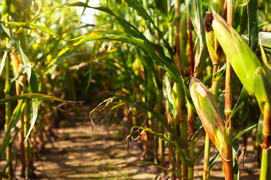 A corn field