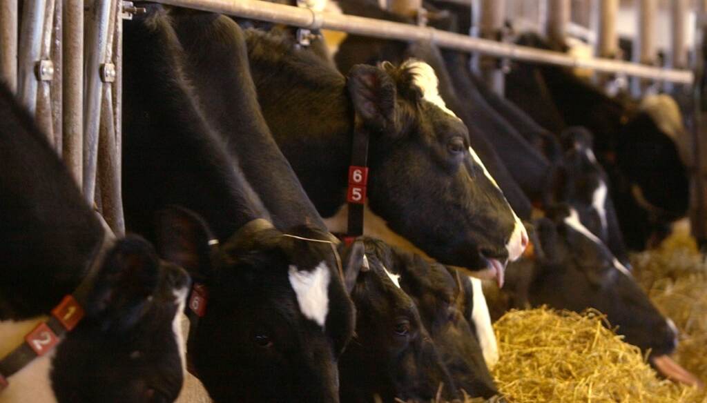 cow-dairy-farm-pa-ap-2023-07-19 Cows on a farm