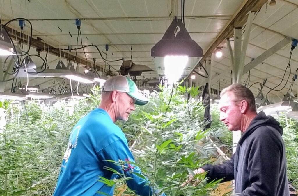 del-medical-marijuana-retail-1 At left, Bill Rohrer, co-owner of The Farm, works with business partner Bill Owens working on marijuana plants.