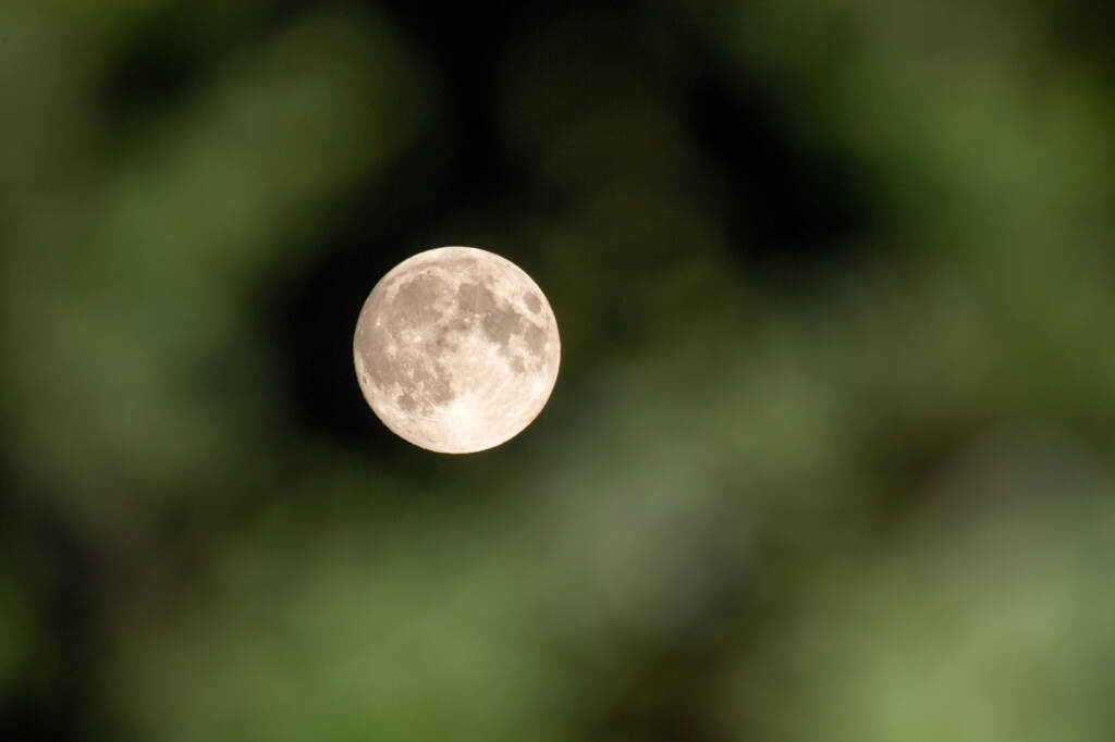 The Flower Moon is seen through trees in May 2021 in Amesbury, United Kingdom. The Flower Moon is seen through trees in May 2021 in Amesbury, United Kingdom.