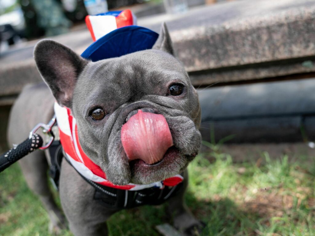 Luna the French Bulldog dressed up for the National Independence Day Parade in Washington, DC, on July 4th. Luna the French Bulldog dressed up for the National Independence Day Parade in Washington, DC, on July 4th.