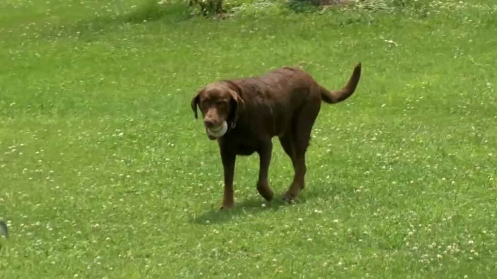 pa-dog-finds-fugitive-6abc-2023-07-18 A dog playing in a yard