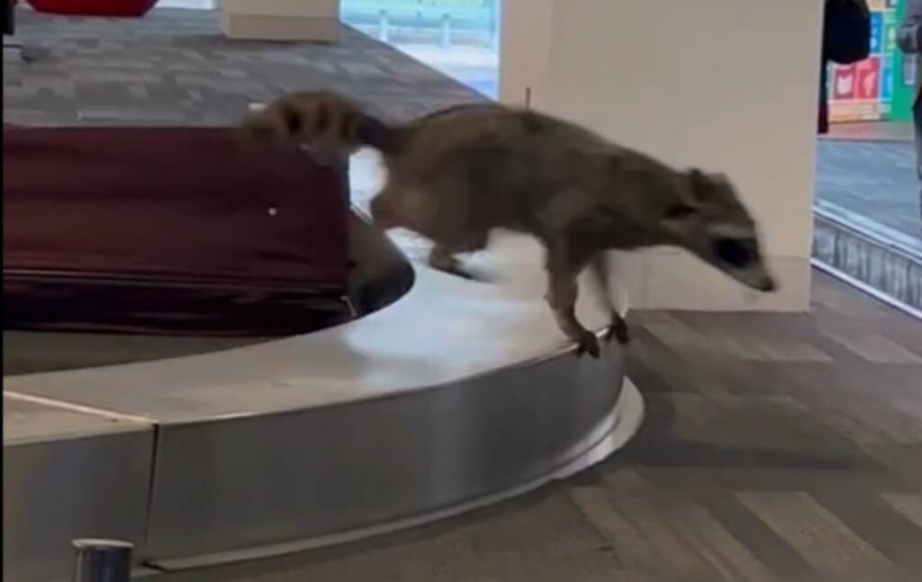 racoon-airport-6abc-2023-07-27 A raccoon in the airport
