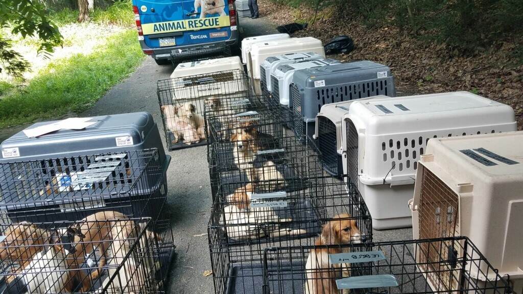 spca-pa-rescue-1 A number of dogs in crates are shown.
