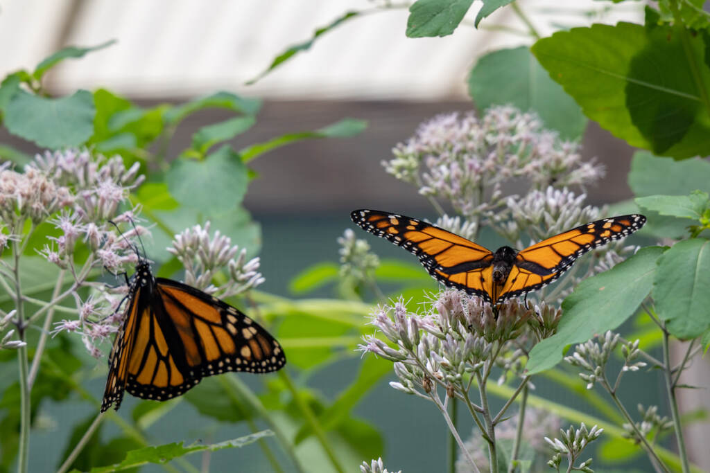 08 05 2023 k paynter arthropalozza churchville nature center bucks county-11 Two monarch butterflies sit on milkweed