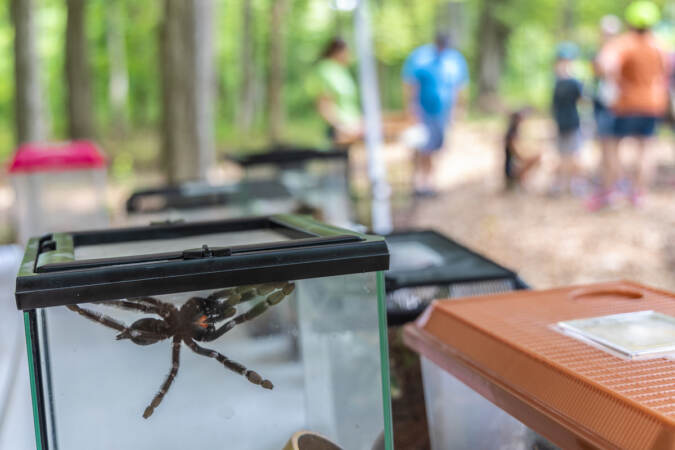 A Venezuelan Suntiger tarantula is visible through a glass case