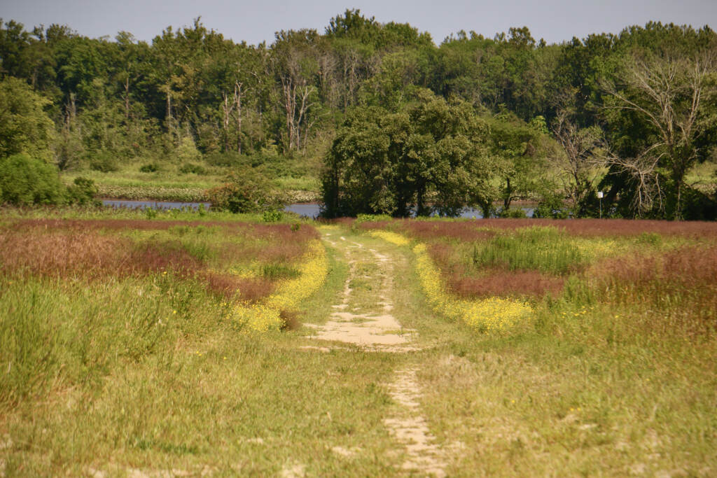 2023 08 22-e lee-celran nj rainbow meadow park-improvements trail A path through a field leads toward a creek and trees.