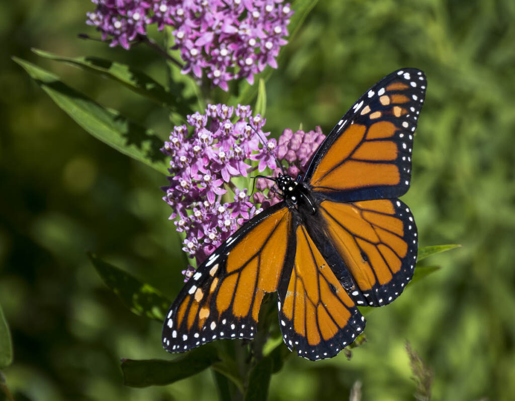 A butterfly is on a flower