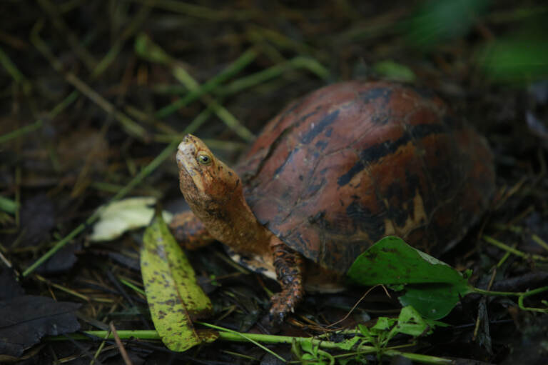 In this Aug 25, 2019 photo, a Southern Vietnamese box turtle (Cuora picturata) walks in its pen at a turtle sanctuary in Cuc Phuong national park in Ninh Binh province, Vietnam.