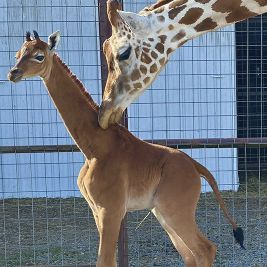 ap23234675427412_sq-7bb7d191bf7882cf67fe665ae028160365e91c58-s1600-c85 A reticulated giraffe was born without spots at Brights Zoo in northeastern Tennessee at the end of July. The zoo is asking the public to cast their vote on what to name her