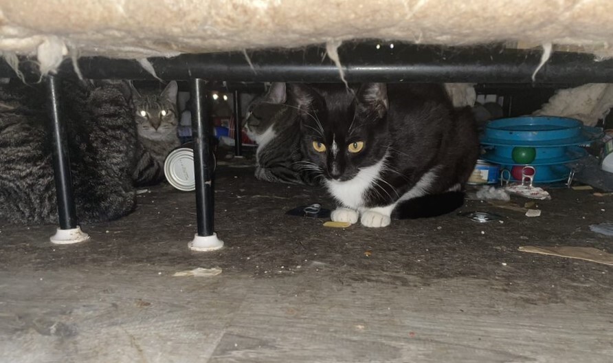 bucks-county-spca-cats-rescued-hotel-082523 (Bucks County SPCA)