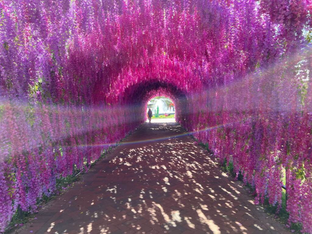 A tunnel made out of vibrant purple flowers