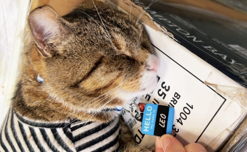 leo-tiktok-home-depot-cat-083123 A cat sleeps while someone holds a name tag that says ''Leo'' in their hand