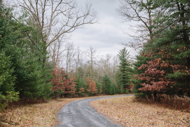 A wooded area in Centre County. (Georgianna